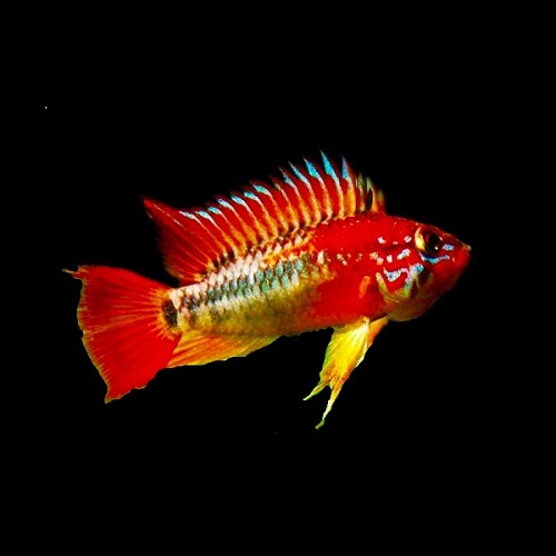 Apistogramma macmasteri red mask - Cichlidé nain de macmaster red mask ML